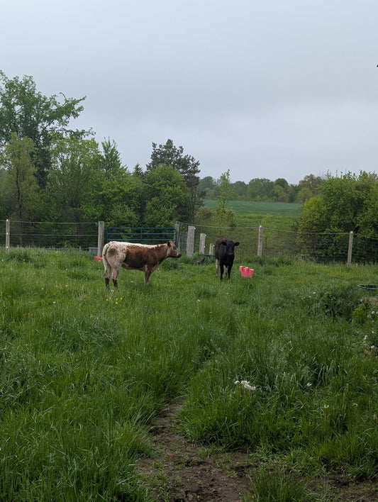 Spring 2025 on Grayhurst Farm