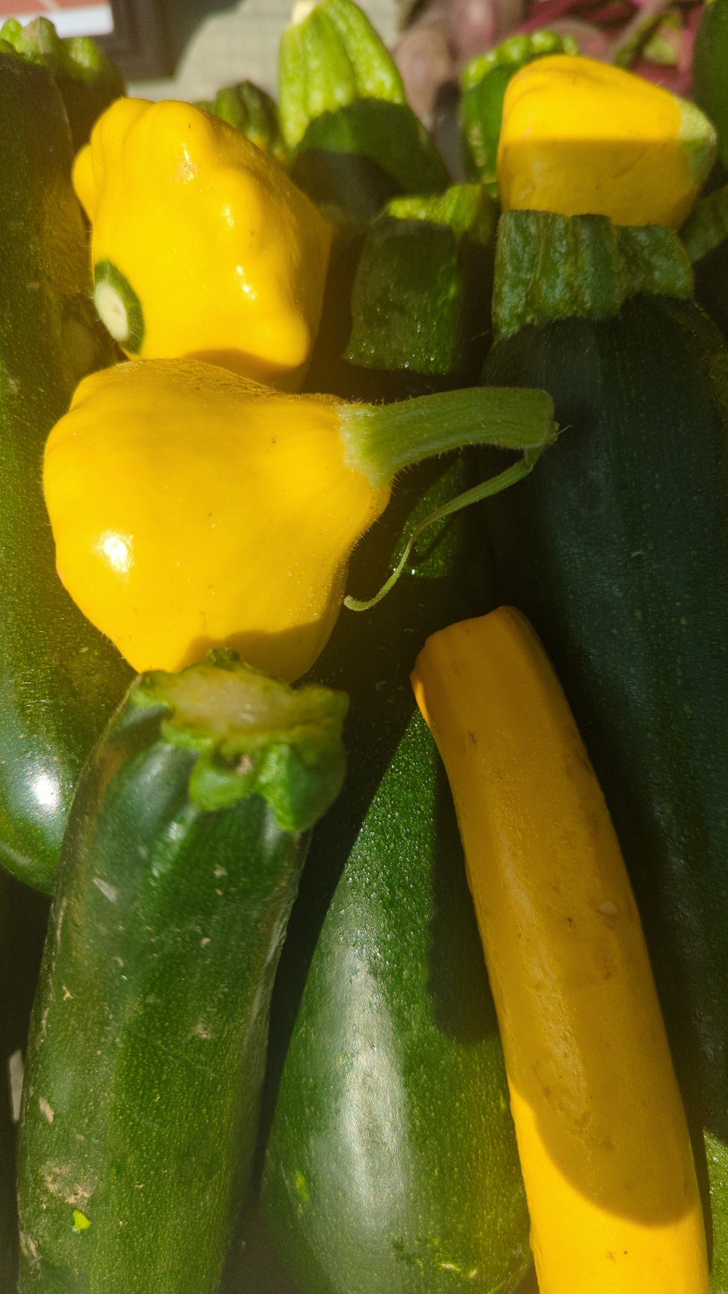 Summer Squash Mix